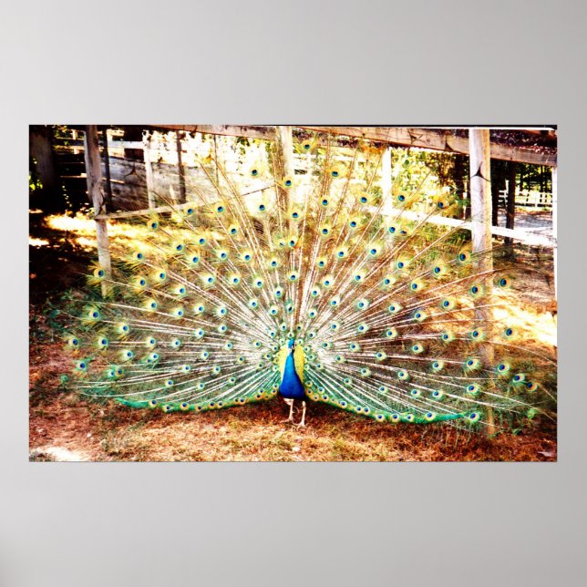Peacock Poster (Frente)