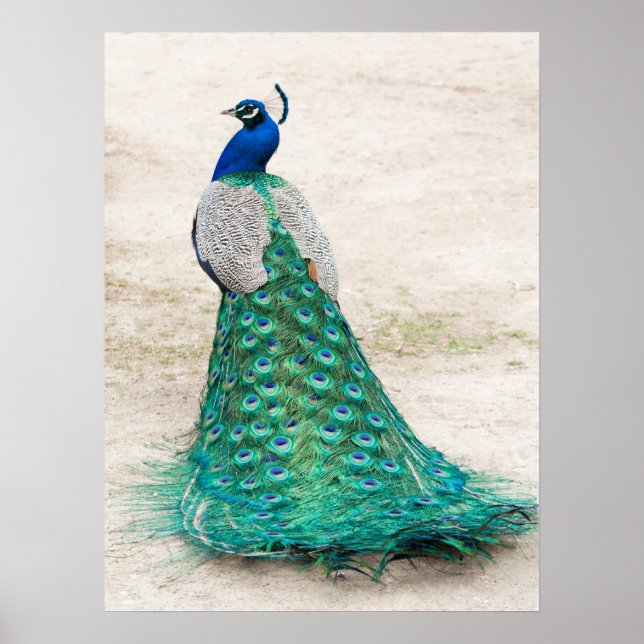 Peacock Poster (Frente)