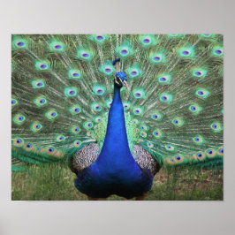 Peacock poster