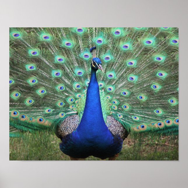 Peacock poster (Frente)