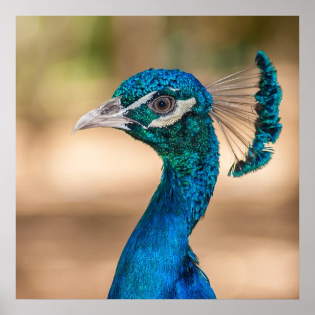 Peacock Poster (Frente)