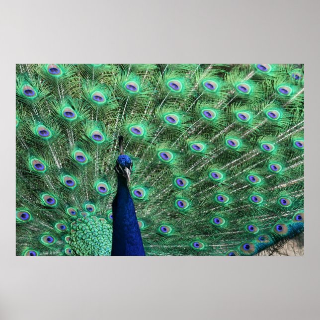 Peacock Poster (Frente)