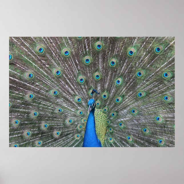 Peacock Poster (Frente)