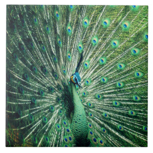 Peacock Strut