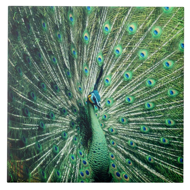 Peacock Strut (Frente)