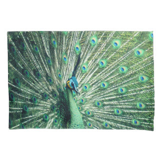 Peacock Strut