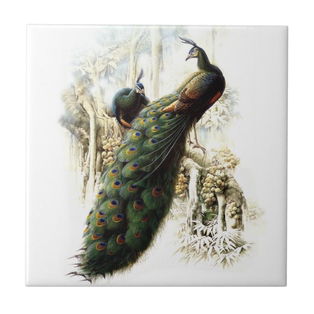 Peacocks em repouso (Frente)