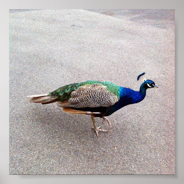 Peafowl, Poster (Frente)