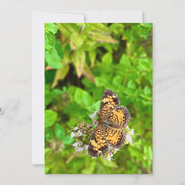 Pearl Crescent butterfly birthday card dh26 (Frente)