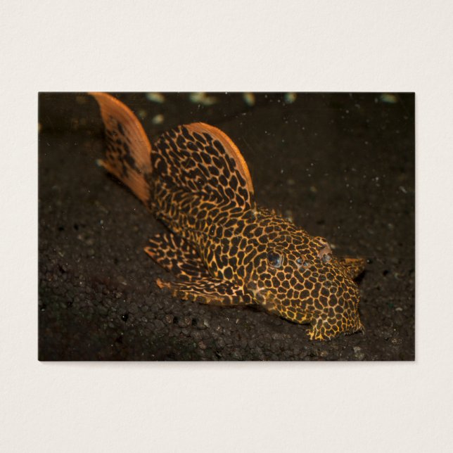 Peckoltia Compta (Frente)