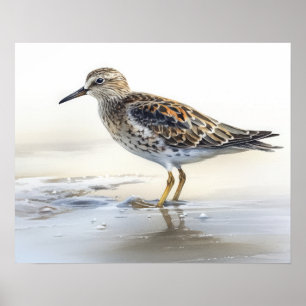 Pectoral Sandpiper Bird Art Impressão