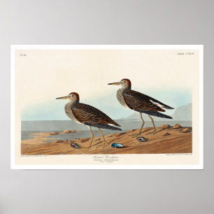 Pectoral Sandpiper por Audubon Poster