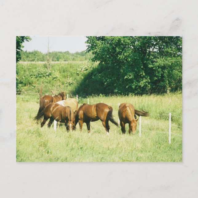 Pedras, Dama, Açúcar,Limitada e Gump Cartão Postal (Frente)