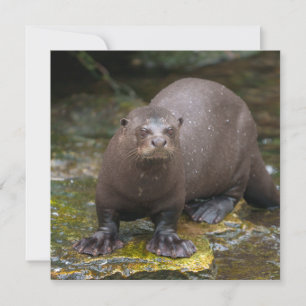 Pegadas de lontra gigante