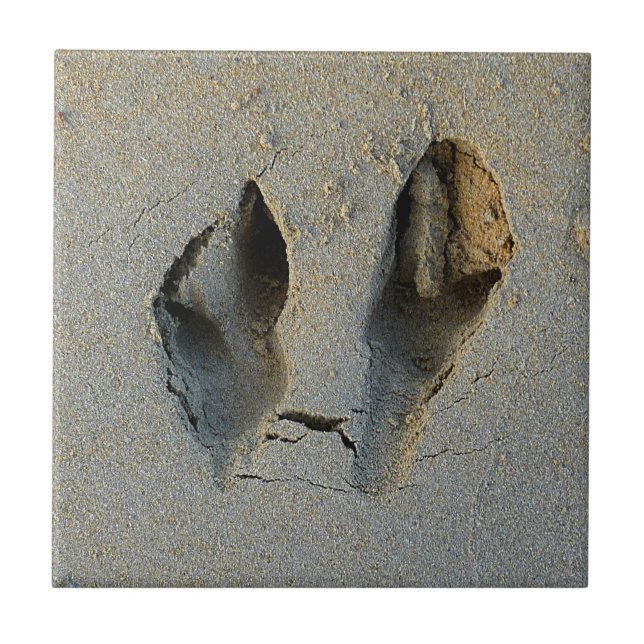 Pegadas Wallaby em Areia (Frente)