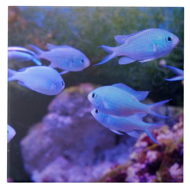 Peixe Azul Tropical (Frente)