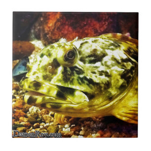 Peixe-chato