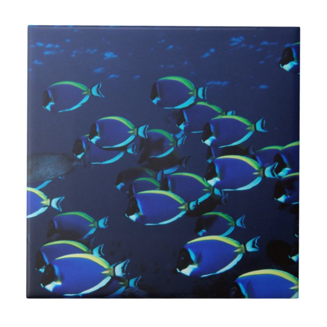 Peixe-cirurgião-azul-pó em cardume (Frente)