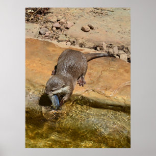 Peixe Comendo Outra Por Pond, Poster