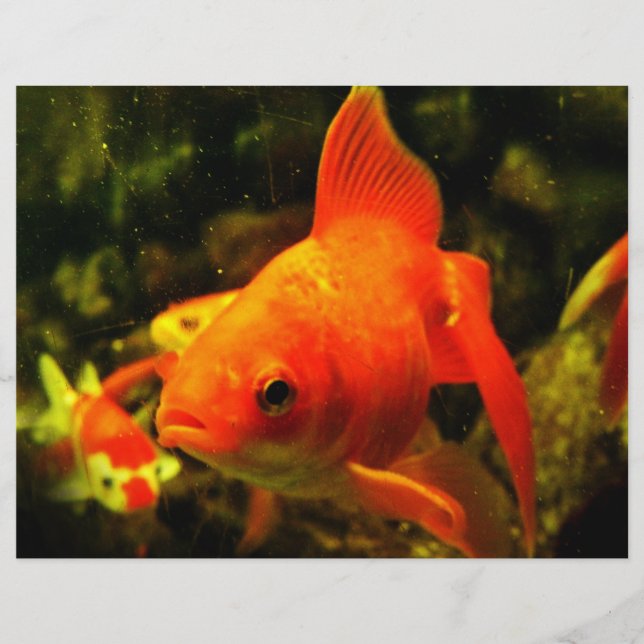 Peixe dourado (Frente)