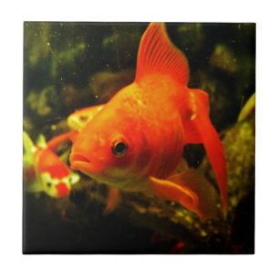 Peixe dourado