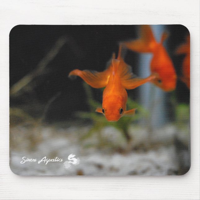 Peixe dourado alaranjado Mousepad do Fantail de (Frente)
