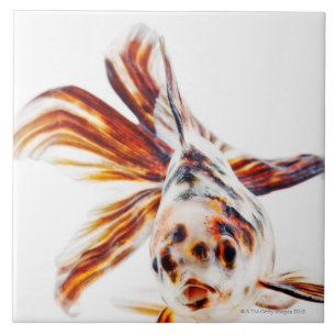 Peixe dourado do cometa do Fantail da chita