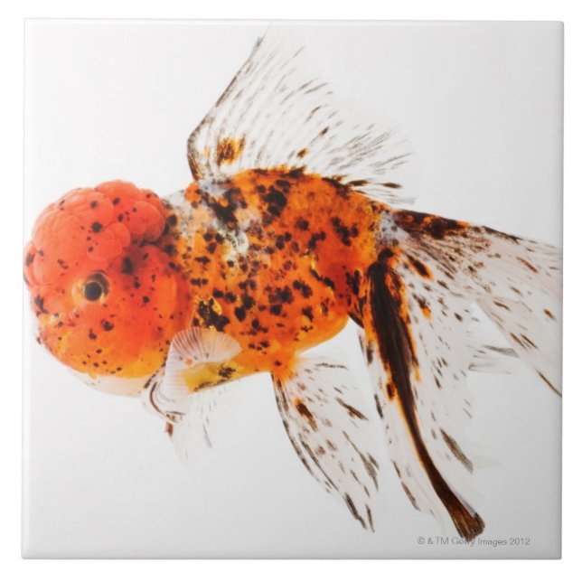 Peixe dourado do lionhead da chita (auratus do (Frente)