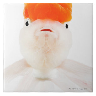 Peixe dourado do lionhead do Redcap (auratus do