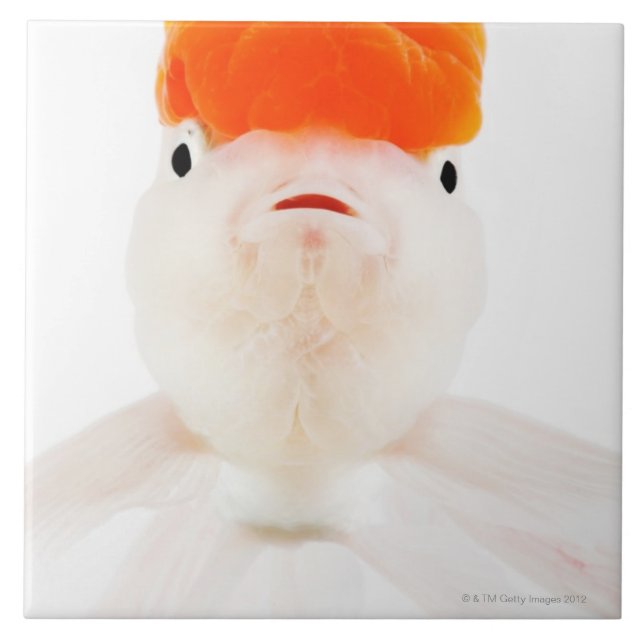 Peixe dourado do lionhead do Redcap (auratus do (Frente)