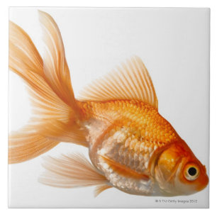 Peixe dourado extravagante