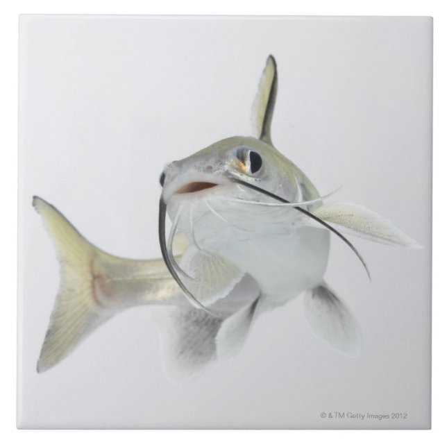 Peixe-gato de mar de Tete (seemanni de (Frente)