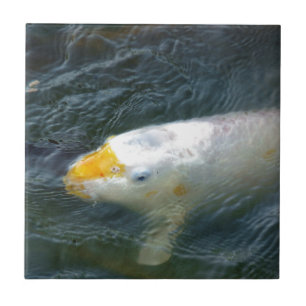 Peixe Goldfish No Lago