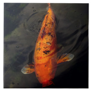 Peixe - Grande peixe pequeno lago