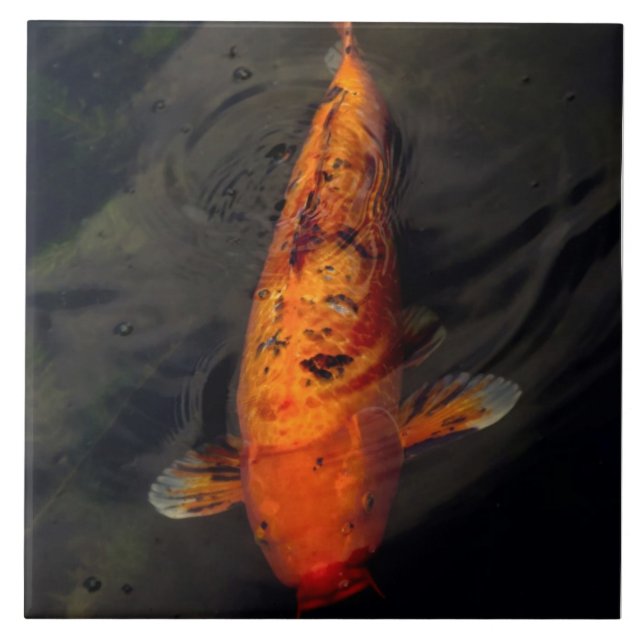 Peixe - Grande peixe pequeno lago (Frente)