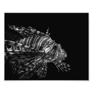 Peixe-leão – Impressão de Foto