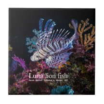 Peixe-leão-luna, Pterois lunulata,