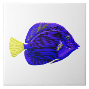 Peixe-marisco azul