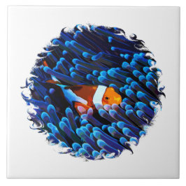 Peixe-Palha Num Anêmono