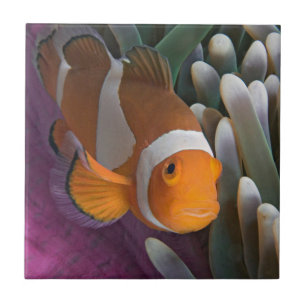 Peixe-palhaço-ocidental