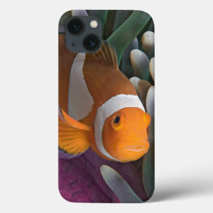 Peixe-palhaço-ocidental