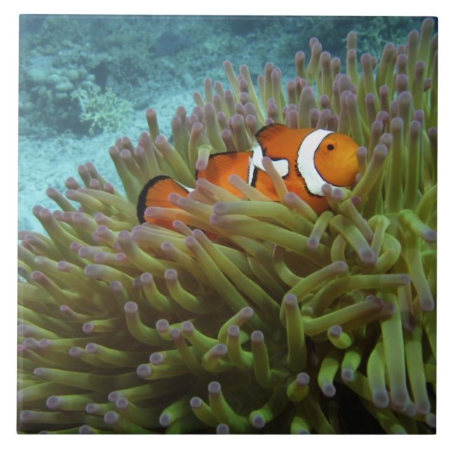 Peixe-palhaço-ocidental ( Amphiprion ocellaris ) (Frente)