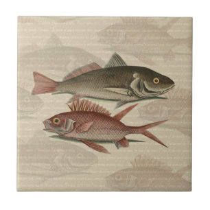 Peixe Red Perch Pescador Art
