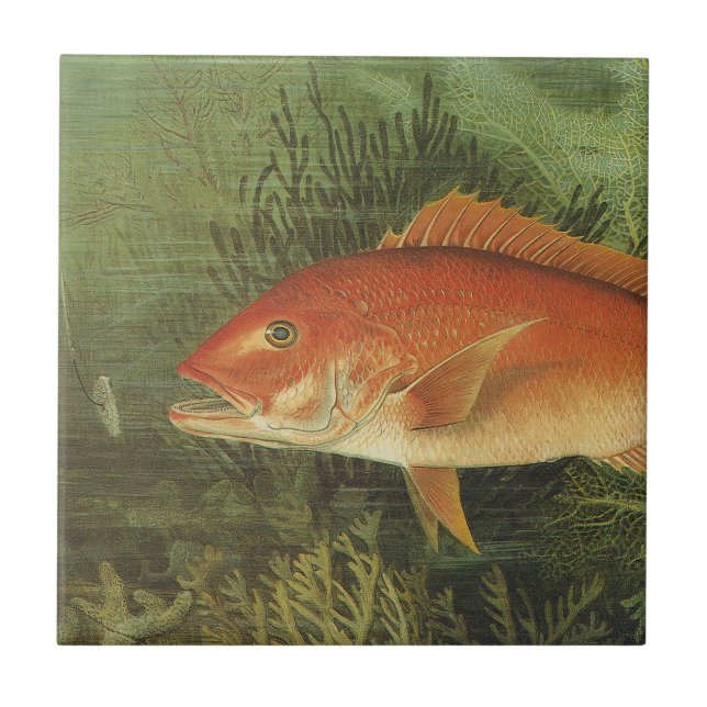 Peixe-Snapper Vermelho no Oceano, Vida Marinha Vin (Frente)