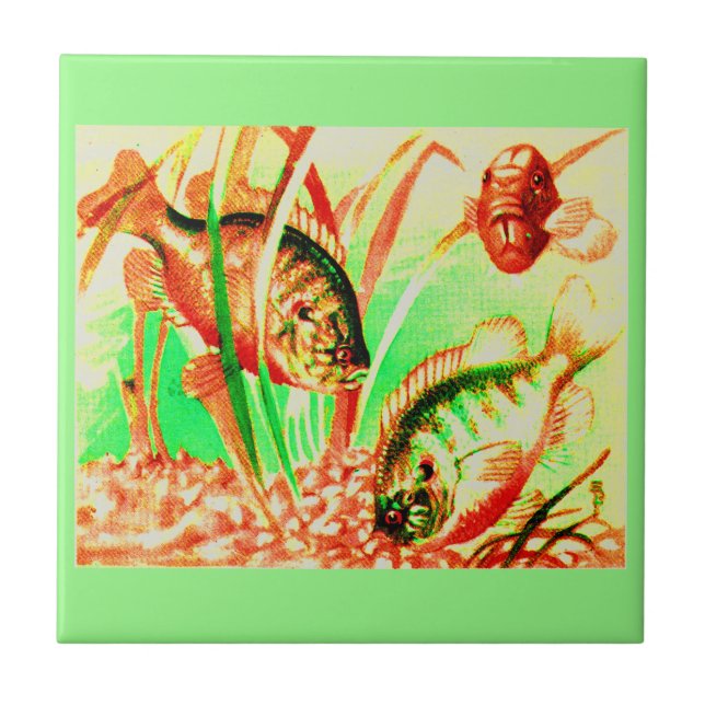 peixe-sol água fresca (Frente)