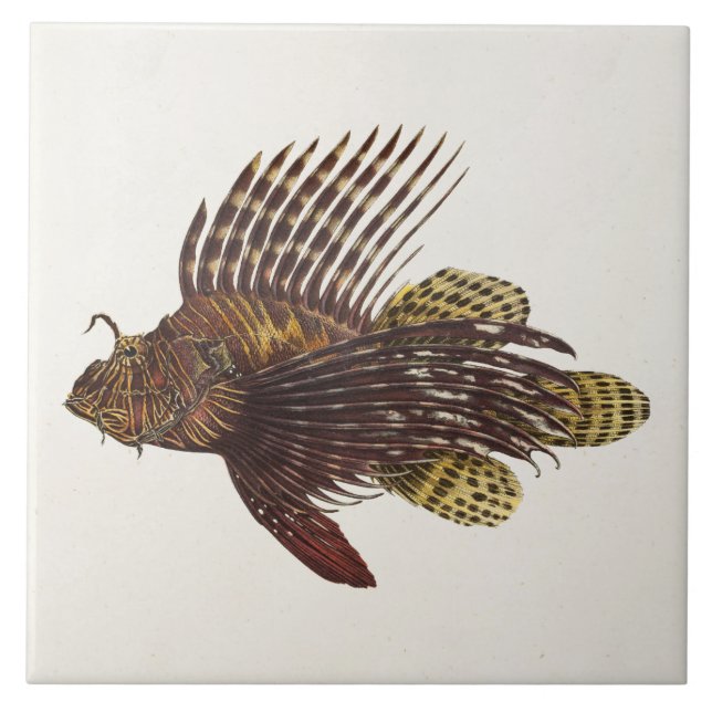 Peixes 1905 retros do leão da aranha-do-mar do (Frente)