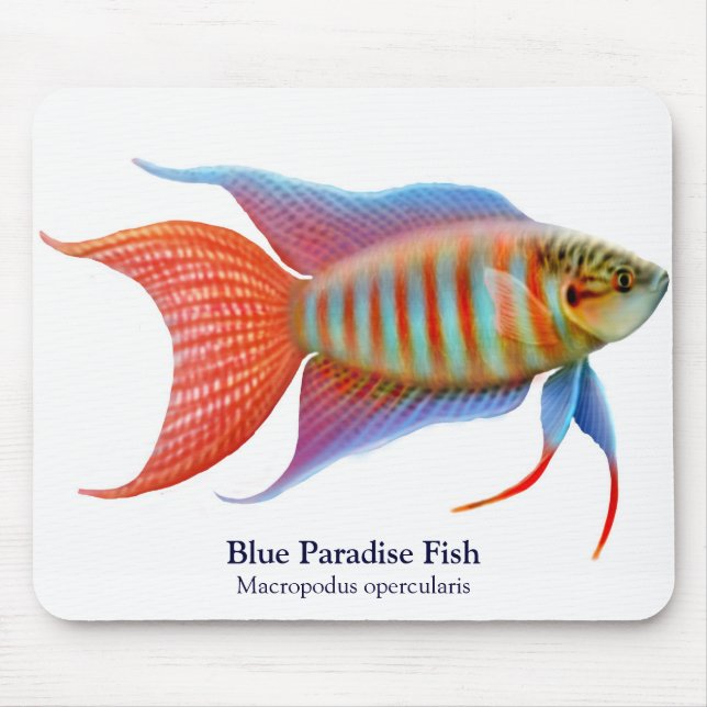Peixes azuis Mousepad do paraíso (Frente)