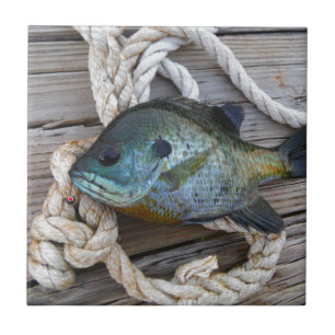 Peixes-Bluegill nas docas e cordas