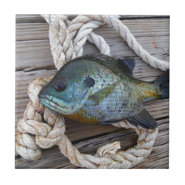 Peixes-Bluegill nas docas e cordas (Frente)