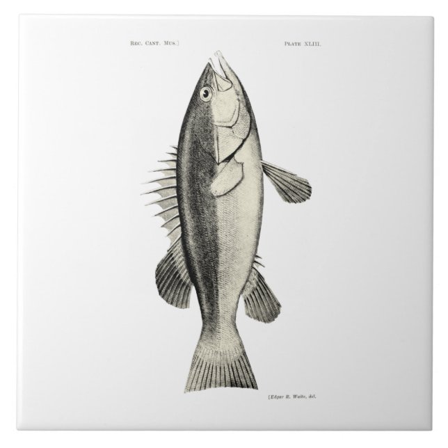 Peixes da ciência NZ do vintage - Hapuku (Frente)